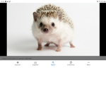 Hedgehog sqaud :D
