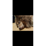 Bobg