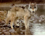join the wolf club