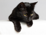Cute_cats!