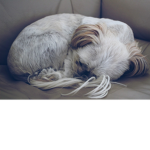 # so love dogs squad