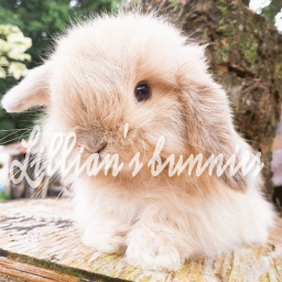 Lillian’s bunnies official game!