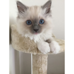 ×Meow