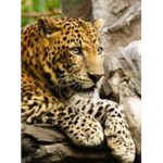 LOVE FELINE