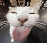 We all love cute cats