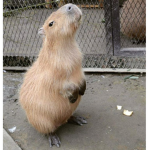 Capybara Merch