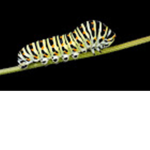 Thecatipillars