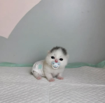 Pastel Phantom