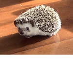 Hedgehogs Robux