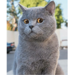 Cat OuO