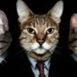 Gato mafia boss