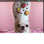 Dog with croc group