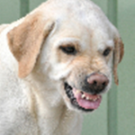 Marley and Me (fan club)