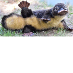 Platypus all the way