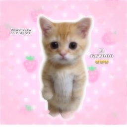 🐈