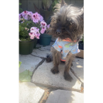 My passed away dog