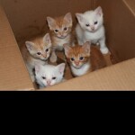 The Great Centurial: Revived