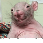 Ugly Rat group lol