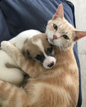 Animals/pets
