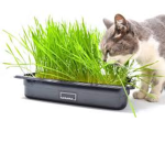 Cat amy#cats are cute