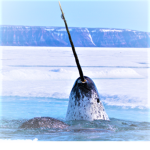 iiSergeantNarwhal's Narwhal Club