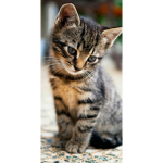 Kittens (offical)