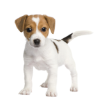 Puppy Power Pack