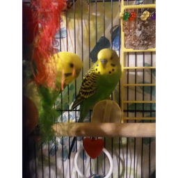 Escape the budgie/cookie