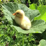 Duck Hangout!