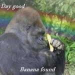 MONKE VIBEZ