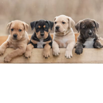 The cracra family