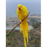 The Yellow Parrot Group