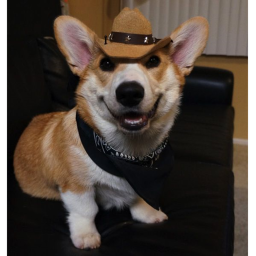 Le Corgi Crew's showdown