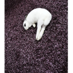 Gang rabit