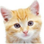 Me Little Kittyz