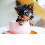 Puppy in a cup
