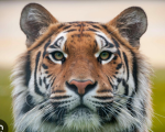 Tiger's Clothing + UGC