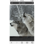 WOLVERINES HOWLS