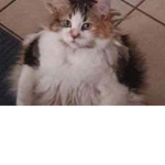 Adorable cat group!!!