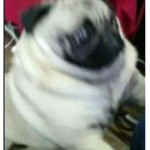 pug cult yes