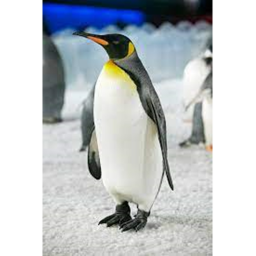 Penguins hangout.