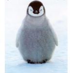 Penguins United Land of the great