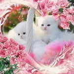kittens are cute & cool!