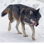 The pack or wolfs
