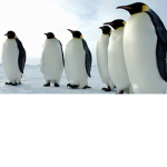Penguins United!!!!!!