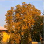 Moin kommt in die gruppe weil baum