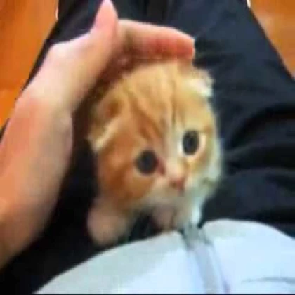 kitten