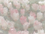 ½︴тσтαℓ ∂яммαѕ ¢ℓυв