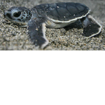Power Turtle Squad