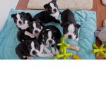 The REAL Puppy Co.